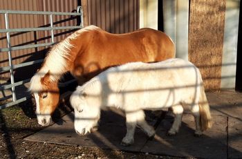 Pferde und Ponys