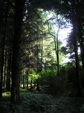 Wald in Brütten